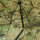 Angelschirm 45 " Camo mit Seitenteil